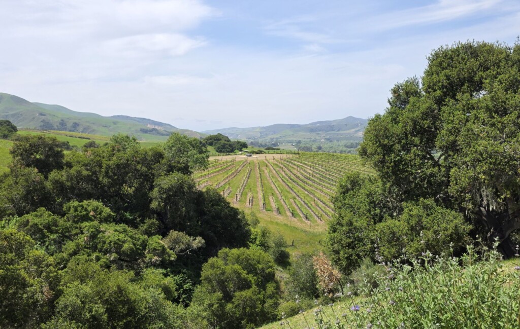 Please The Palate Wine of the Week: Alma Rosa 2021 Caracol Pinot Noir, Sta. Rita Hills AVA