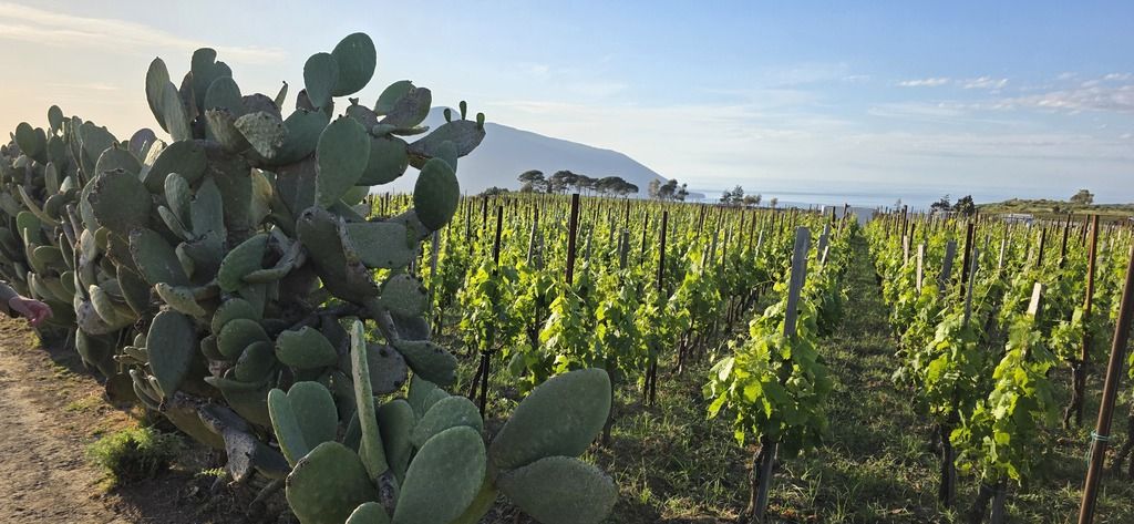 Tenuto di Castellaro Lipari