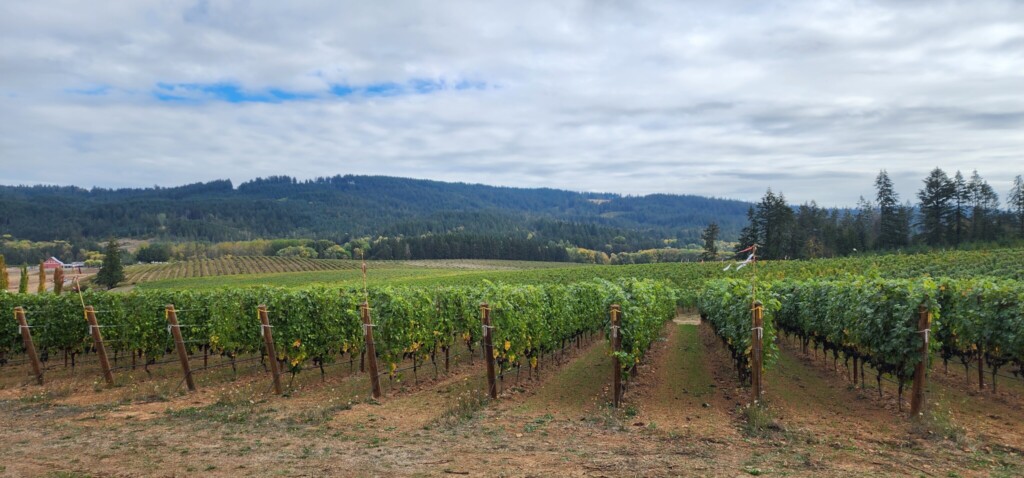 Three Towns, One Valley: An Outsider's Guide to Willamette Wine Country