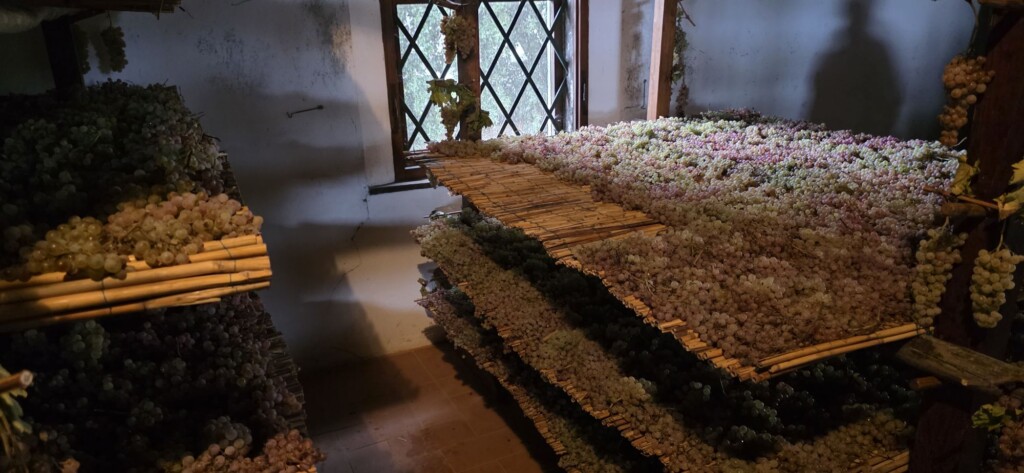 Wine Beyond the Glass: My Two Days at Avignonesi