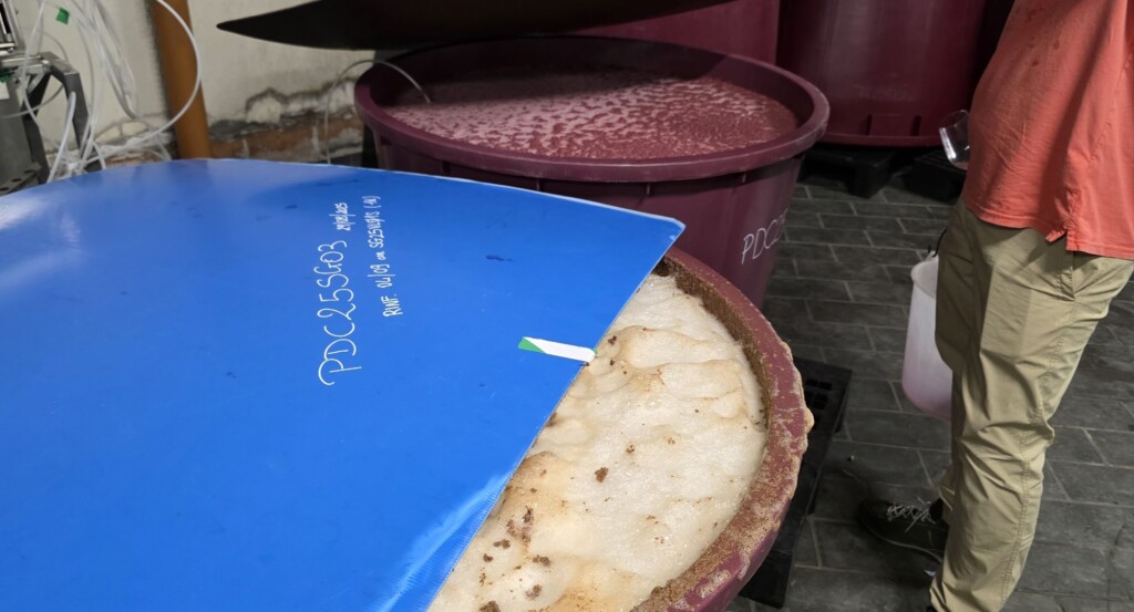 Wine Beyond the Glass: My Two Days at Avignonesi