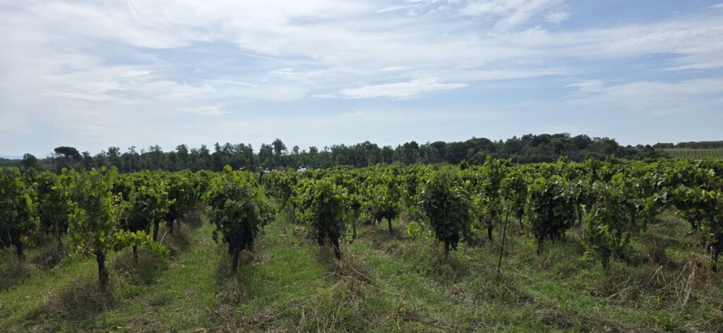 Wine Beyond the Glass: My Two Days at Avignonesi