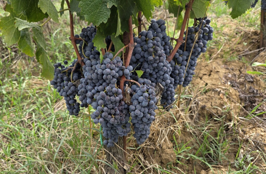 Wine Beyond the Glass: My Two Days at Avignonesi