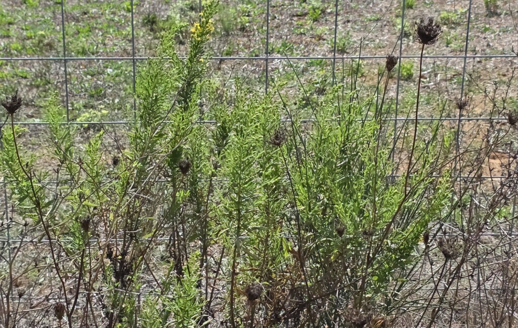 Inula viscosa Foraging and Cooking at Fattoria La Maliosa in Maremma, Tuscany