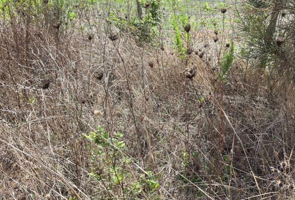 Wild Carrot Foraging and Cooking at Fattoria La Maliosa in Maremma, Tuscany