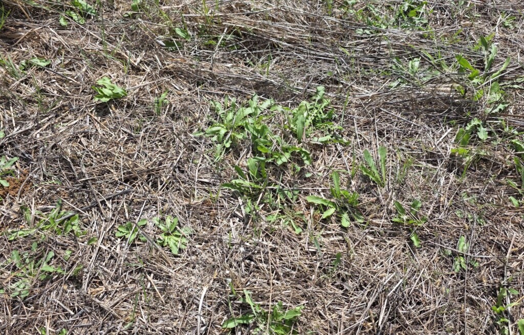 Radicchio leaves Foraging and Cooking at Fattoria La Maliosa in Maremma, Tuscany
