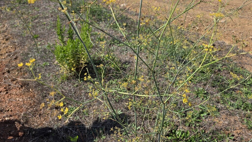 Wild fennel Foraging and Cooking at Fattoria La Maliosa in Maremma, Tuscany