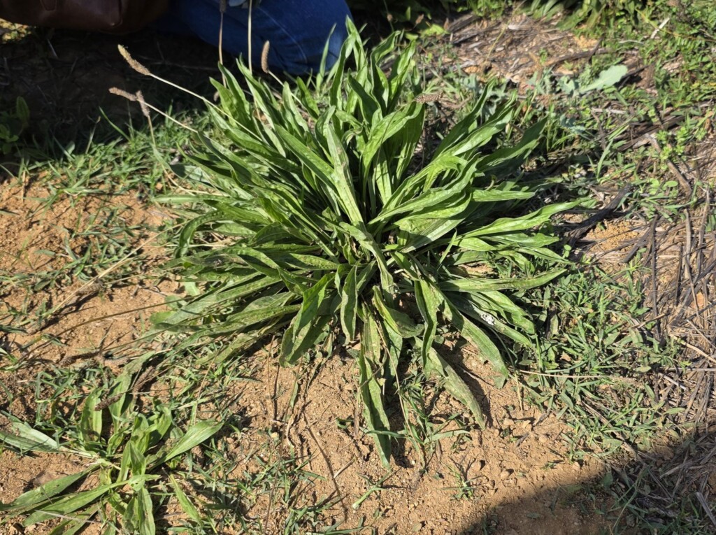 Plantain (piantaggio) Foraging and Cooking at Fattoria La Maliosa in Maremma, Tuscany