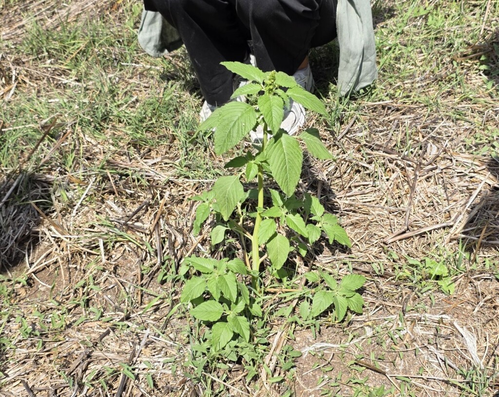 Amaranth Foraging and Cooking at Fattoria La Maliosa in Maremma, Tuscany