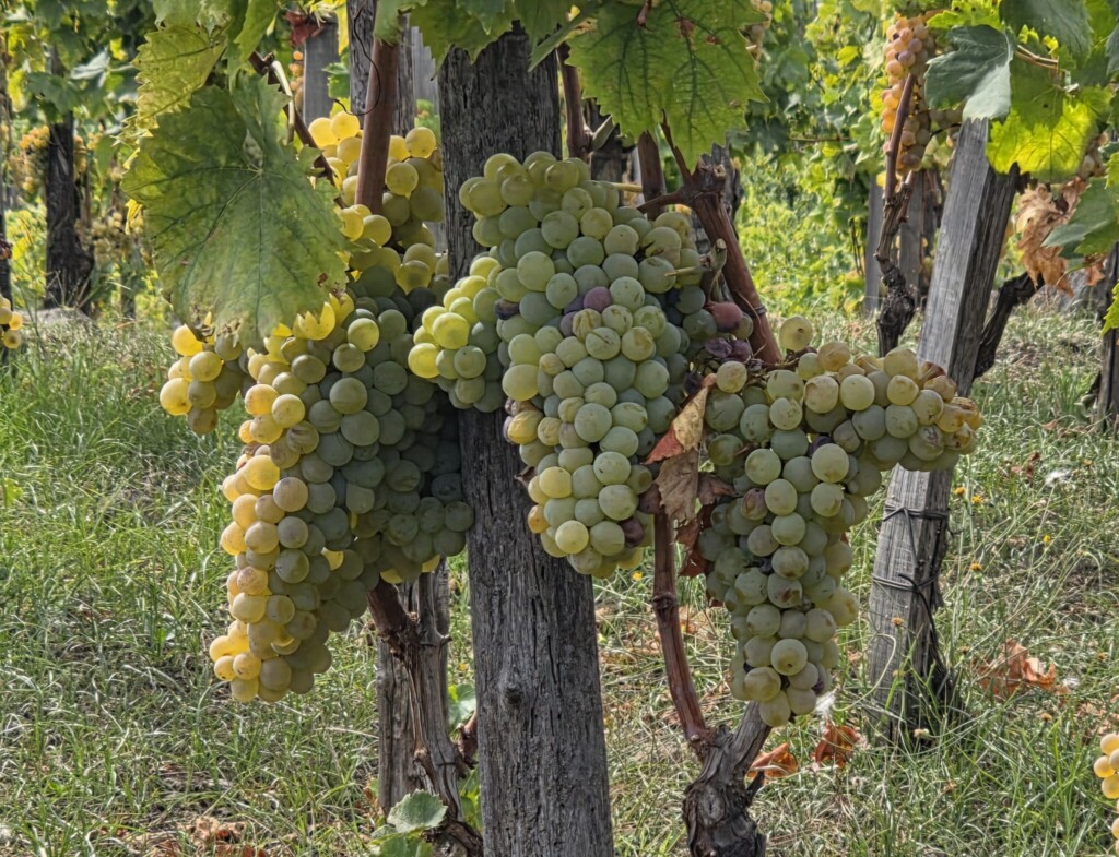 Carricante Milo: Finding Focus on Etna’s Eastern Slope