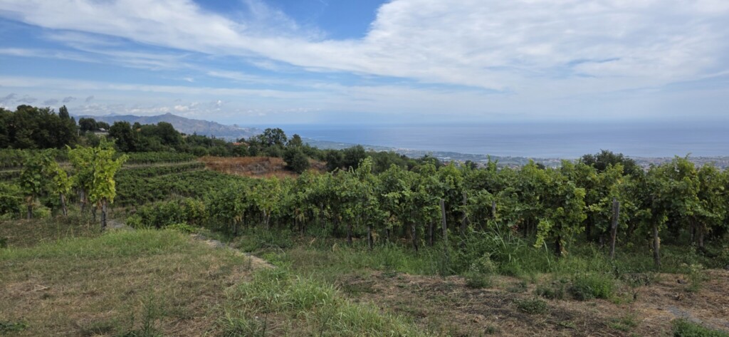 Standing at Maugeri in Contrada Volpare and looking at Contrade Praino to the left and the sea to the right Milo: Finding Focus on Etna’s Eastern Slope
