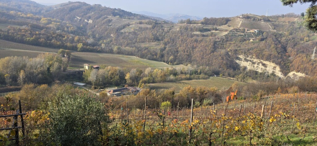 Overlooking the vineyard of Forteto della Luja Please The Palate Wine of the Week: Forteto della Luja Pasucrà 2024 Piemonte Moscato Secco DOC