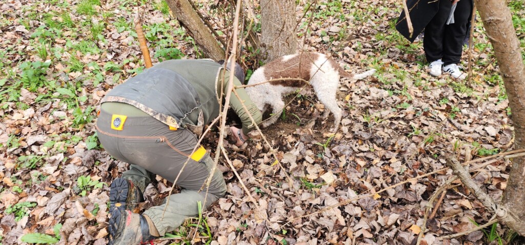 Truffle Hunting in Umbria with Michele and Andrea of Truffle Hunting Umbria Beneath the Forest Floor: White Truffle Hunting in Piemonte and Umbria