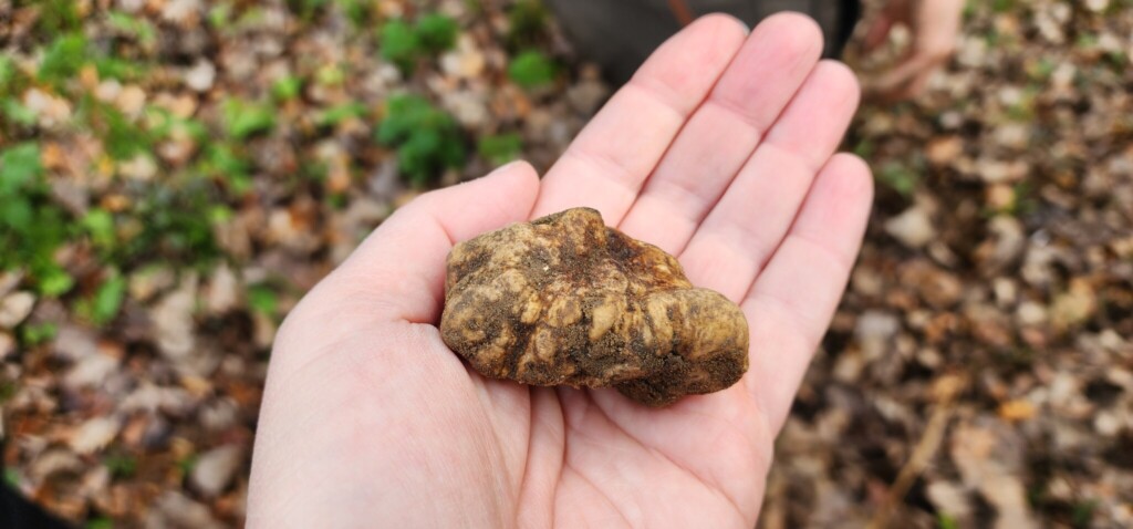 White Truffles Beneath the Forest Floor: White Truffle Hunting in Piemonte and Umbria
