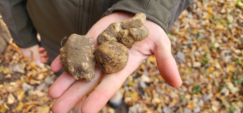 White Truffles Beneath the Forest Floor: White Truffle Hunting in Piemonte and Umbria