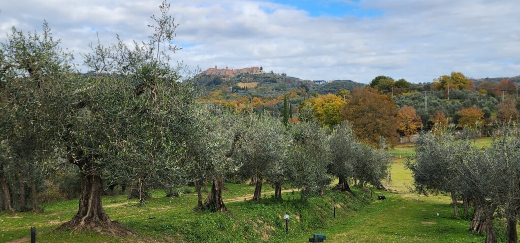 Truffle Hunting in Umbria Beneath the Forest Floor: White Truffle Hunting in Piemonte and Umbria