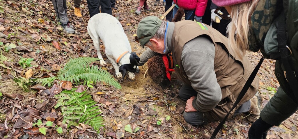Marco Varaldo's Truffle Tour in La Morra, Piemonte Beneath the Forest Floor: White Truffle Hunting in Piemonte and Umbria