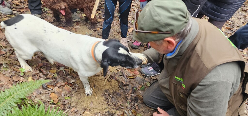Marco Varaldo's Truffle Tour in La Morra, Piemonte Beneath the Forest Floor: White Truffle Hunting in Piemonte and Umbria