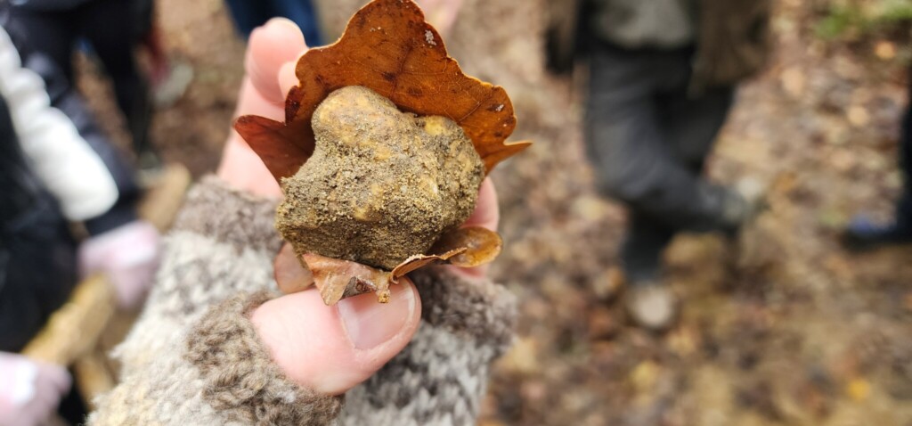 White Truffles Beneath the Forest Floor: White Truffle Hunting in Piemonte and Umbria