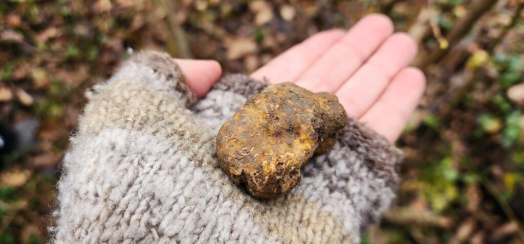 White Truffles Beneath the Forest Floor: White Truffle Hunting in Piemonte and Umbria