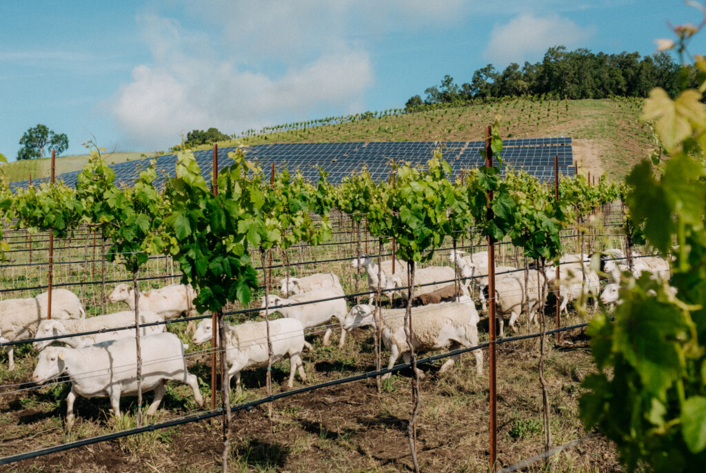 In a Regenerative Organic Certified Vineyard, like this one at Halter Ranch, sheep act as natural eco-friendly landscapers and fertilizers. (Photo Credit: O’Neill Vintners and Distillers) "Farm Like The World Depends on It" - Why Paso Robles Growers Are Choosing Regenerative Organic Farming