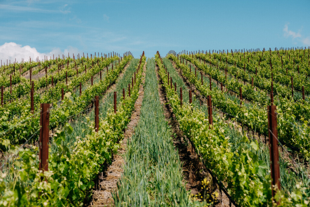 "Farm Like The World Depends on It" - Why Paso Robles Growers Are Choosing Regenerative Organic Farming "Farm Like The World Depends on It" - Why Paso Robles Growers Are Choosing Regenerative Organic Farming
